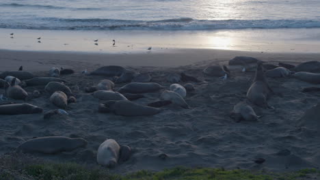 Stationäre-Zeitlupenaufnahme-Von-Seeelefanten-Und-Möwen-Am-Strand-Von-Elephant-Seal-Vista-Point