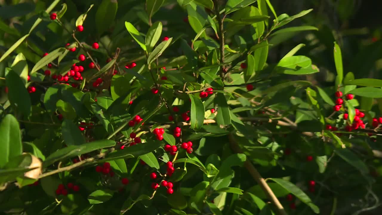 Detailed view of vivid red berries among lush green foliage in the serene Okefenokee Swamp. Captured with natural sunlight highlighting the contrasting colors