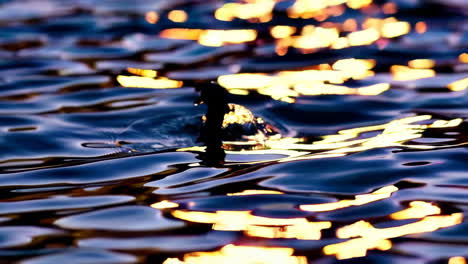Rippling Water with Golden Reflections