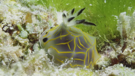 Increíble-Nudibranquio-Halgerda-Formosa-Amarillo,-Negro-Y-Transparente-Con-Sus-Cerata-Meciéndose-En-La-Fuerte-Corriente-Oceánica