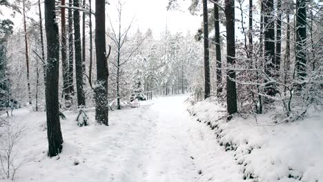 walk along the winter snow-covered road in the forest between the trees during the day in frosty weather