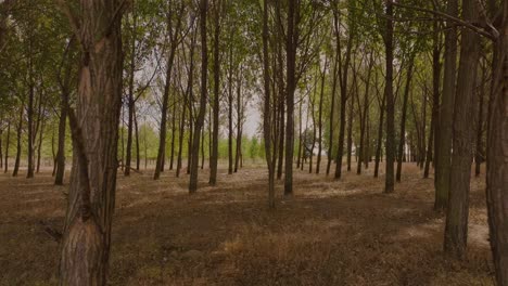 point of view drone shot the camera glides between towering green trees on a sunny day 4k50fps cinematic grade