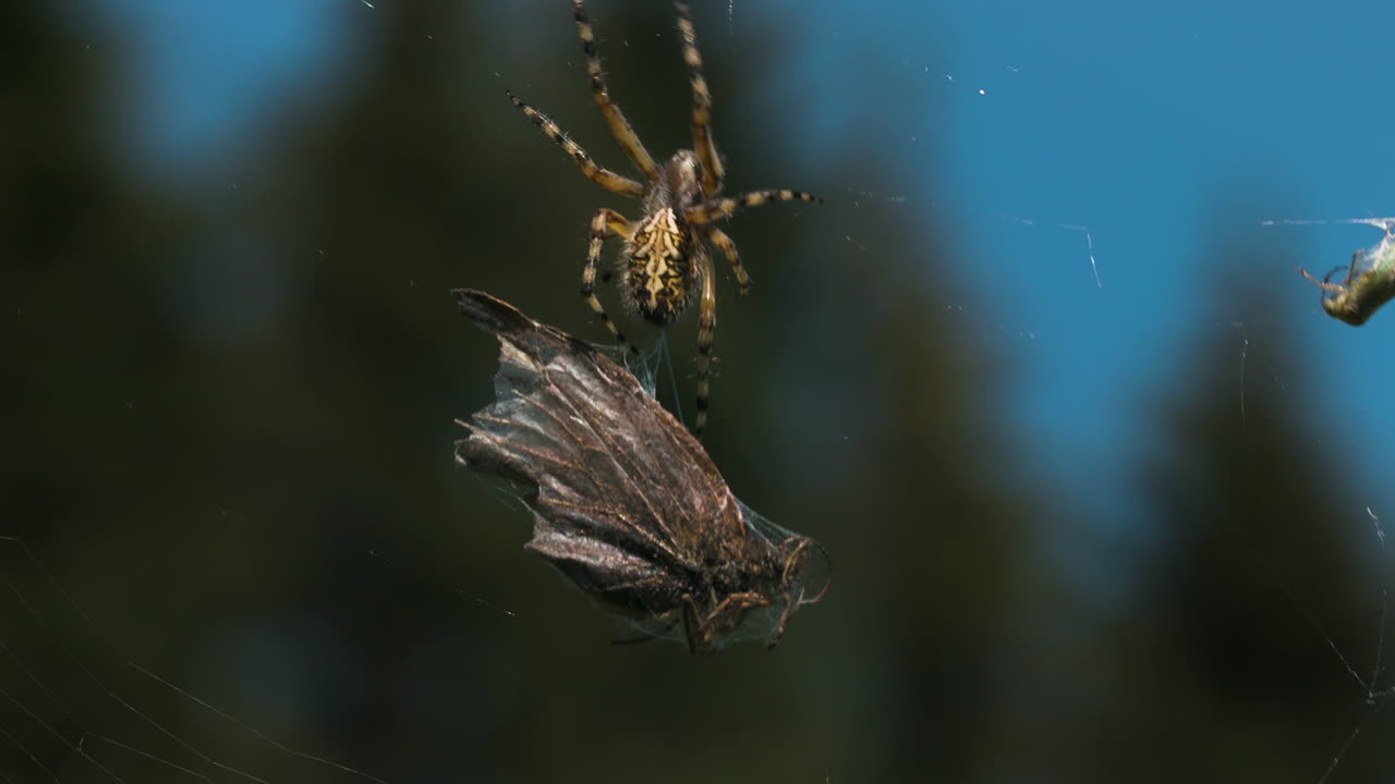araña en la red con la presa