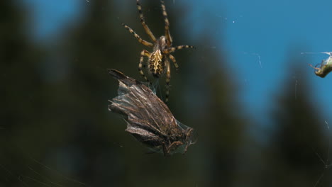 spider on web with prey