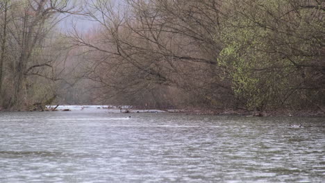 Ducks-swim-along-a-peaceful-river-flanked-by-leafy-trees-and-brush-in-a-natural-forested-area