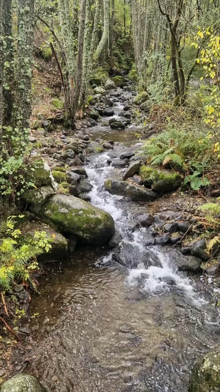 Krystalklart vand, der strømmer over mosbegroede klipper i en lille bjergstrøm i Sierra de Gredos, Salamanca, Spanien. Frodigt, grønt skovmiljø.