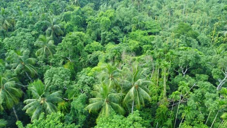 vista aérea o superior del bosque verde profundo o selva-7