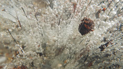 Bushy-plant-covered-with-white-mold-and-bubbles-on-seabed