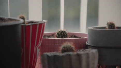 Close-Up-Zoom-In-Many-newly-plotted-mini-baby-cactuses-on-a-wooden-board-near-the-window