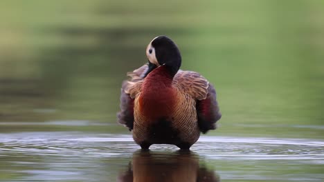 plano general de un pato silbador de cara blanca parado en el agua limpiando sus plumas en el parque nacional kruger