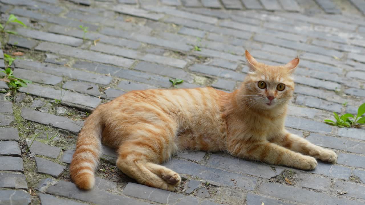 Gatto arancione sdraiato a terra che riposa e miagola.
