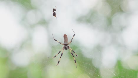 Goldene-Seidenspinne-Hautnah-Mit-Im-Netz-Gefangenem-Insekt