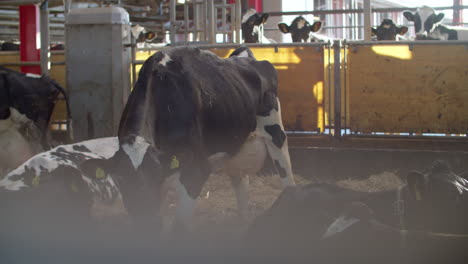 cows in a farm. dairy cows. cowshed