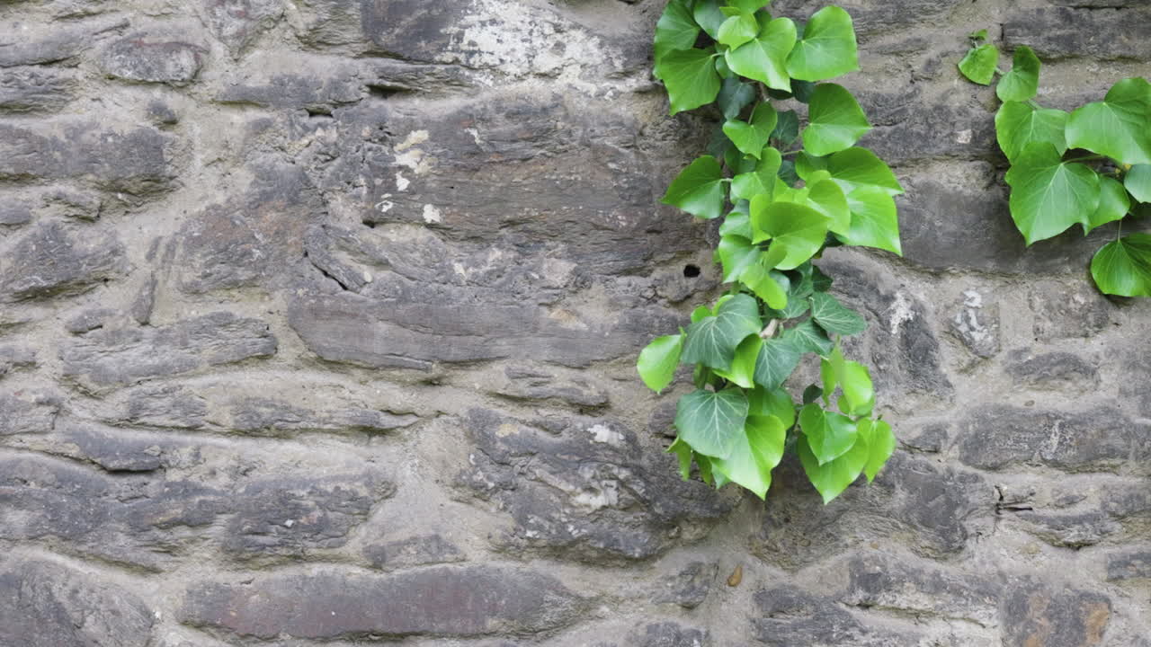 Ivy climbing on old stone wall
