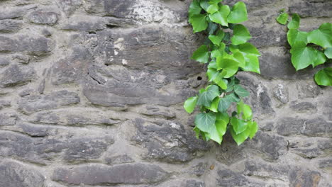 ivy climbing on old stone wall