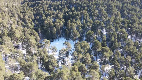 top view of an ever green snowy pine forest, as tilting up to an endless mountain range against blue sky