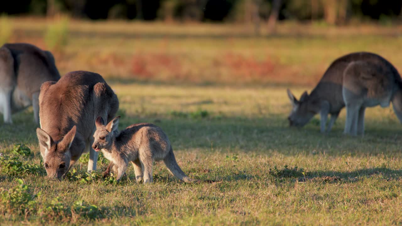 A kangaroo joey interacts with an adult while eating grass in a sunlit field, surrounded by other kangaroos, with warm, natural lighting