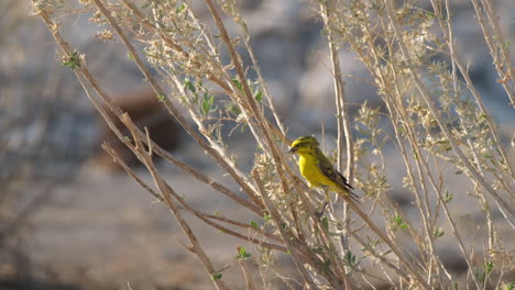 Brimstone-Canary-Feeding-On-Dry-Flowers-In-Africa