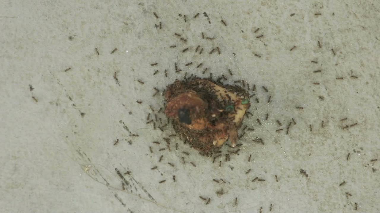 lapso de tiempo de hormigas atacando un trozo de comida