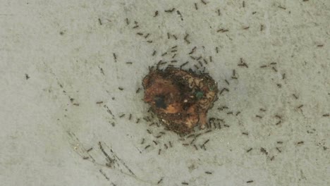 time lapse of ants attacking a piece of food