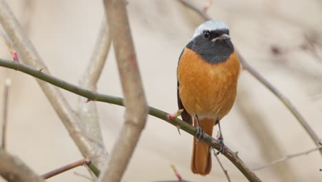 Männlicher-Daurischer-Rotschwanzvogel,-Der-Auf-Einem-Ast-Sitzt-Und-Davonfliegt---Extreme-Nahaufnahme