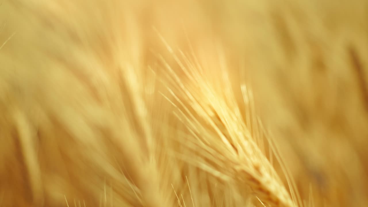 A truly cinematic shot of golden wheat swaying in the summer breeze, bathed in warm sunlight. Captures the peaceful, abundant beauty of nature