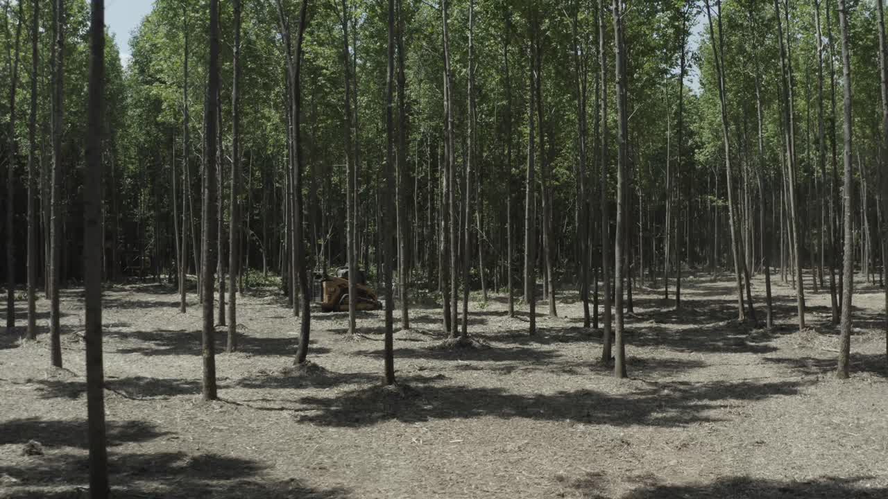 Drone footage flying through fresh cut timber with a heavy machine in the back