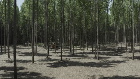 drone footage flying through fresh cut timber with a heavy machine in the back