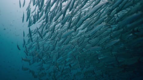 a massive school of barracudas swimming together in the blue ocean