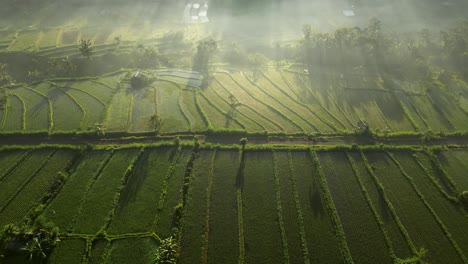 Lo-Que-Parece-Una-Hermosa-Y-Tranquila-Mañana-Dorada-Y-Brumosa-Sobre-Un-Campo-De-Arroz-En-Bali,-Es-En-Realidad-La-Contaminación-Por-Humo-Procedente-De-La-Quema-De-Plástico.