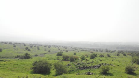 Caballos-De-Pastoreo-De-Paralaje-Ancho-Aéreo-En-El-Paisaje-Escénico-Del-Campo,-Alturas-Del-Golán