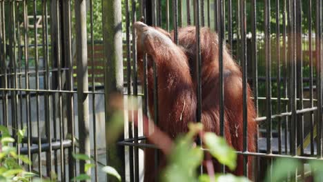 an orangutan in a cage, extending its arm through the bars as if pleading for help or food