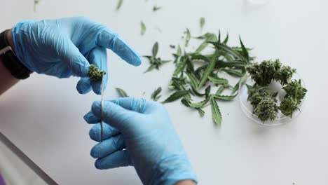hands trimming cannabis buds in a laboratory setting