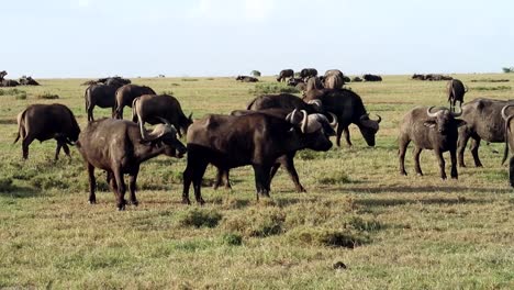 vista estática de la manada de búfalos africanos relajándose en una gran pradera verde en kenia