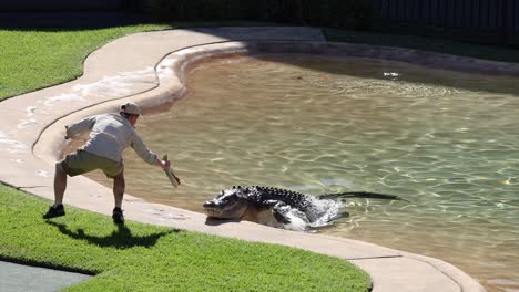 man feeds crocodile in controlled environment