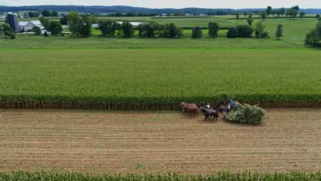 an aerial side view of amish harvesting there corn using six horses and three men as done years ago on a sunny fall day