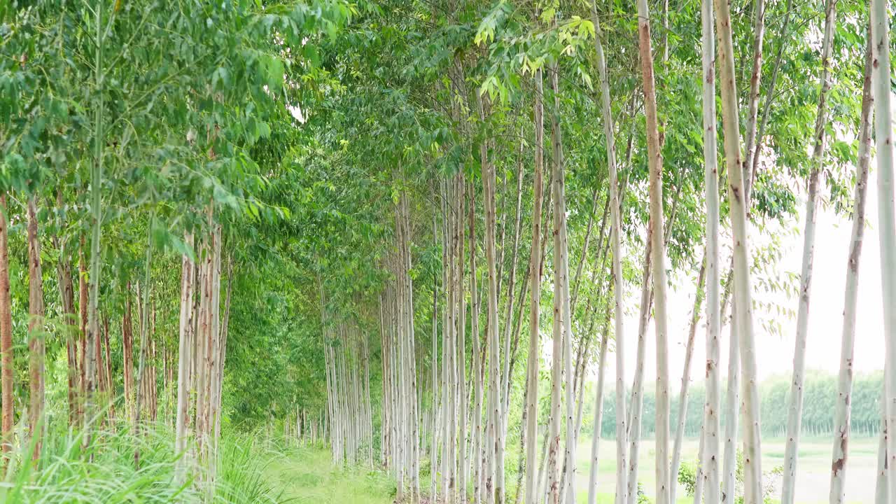 bosque de eucaliptos. árboles de eucalipto. bosque de eucaliptos. cielo de la luz del sol