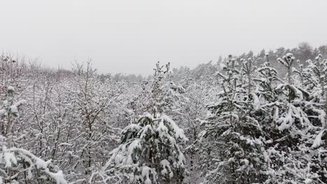 Aerial-view-of-a-snowy-forest-in-northern-germany