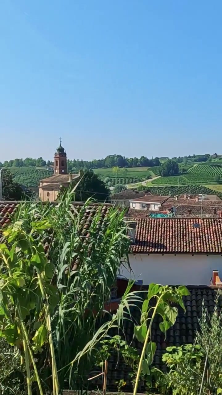 Una serena vista di vigneti a Cuneo, Italia