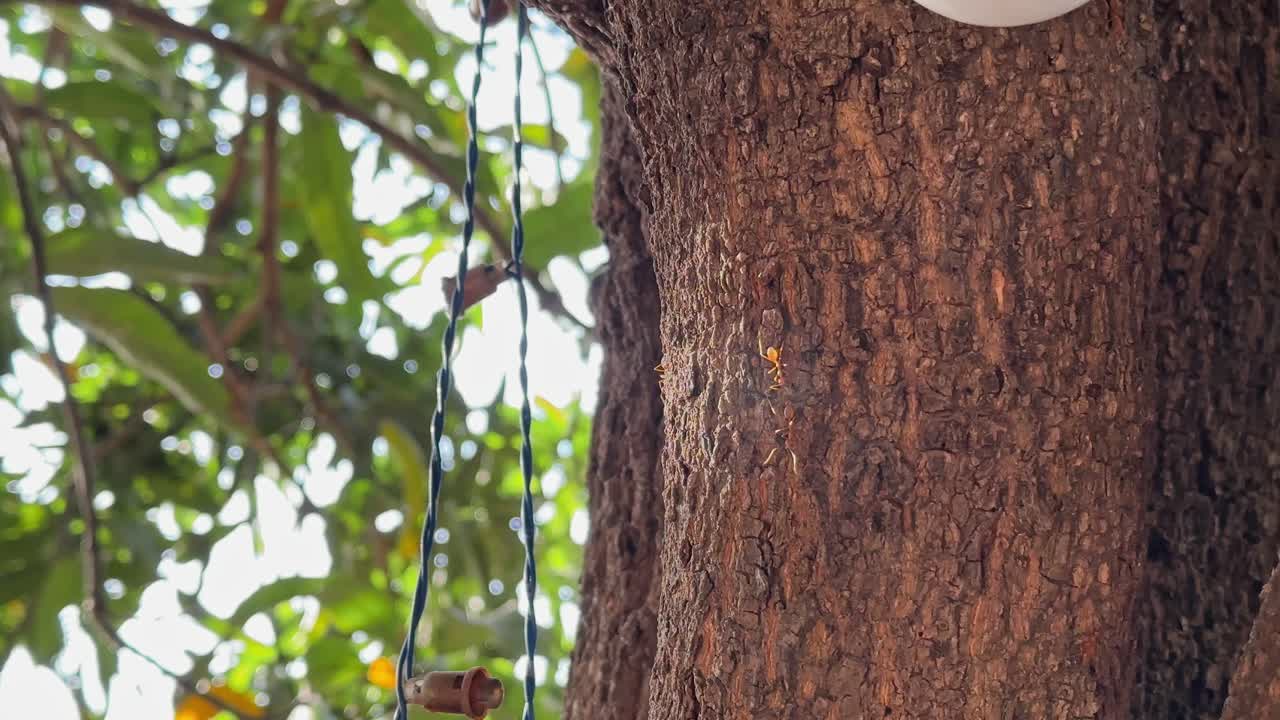 close-up shot of red weaver ants climbing a mango tree