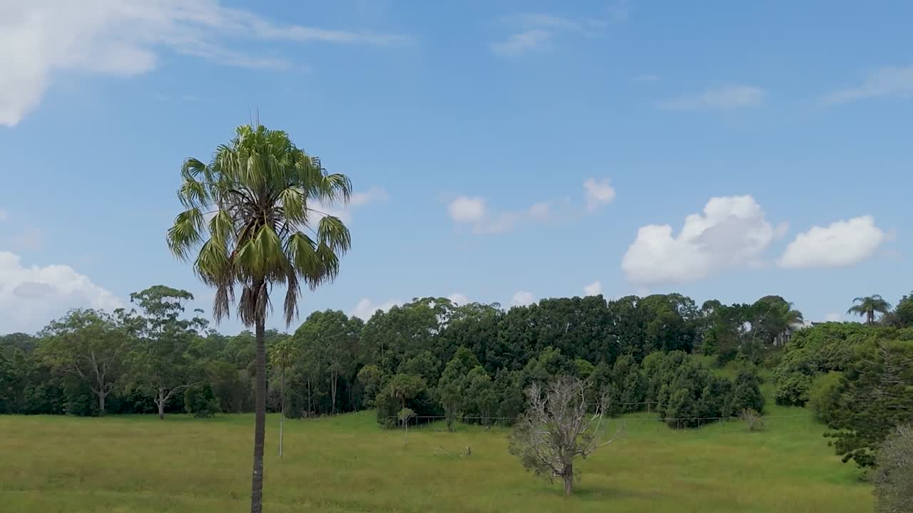 Aerial view of a solitary palm tree amidst lush greenery and distant houses under a clear blue sky.