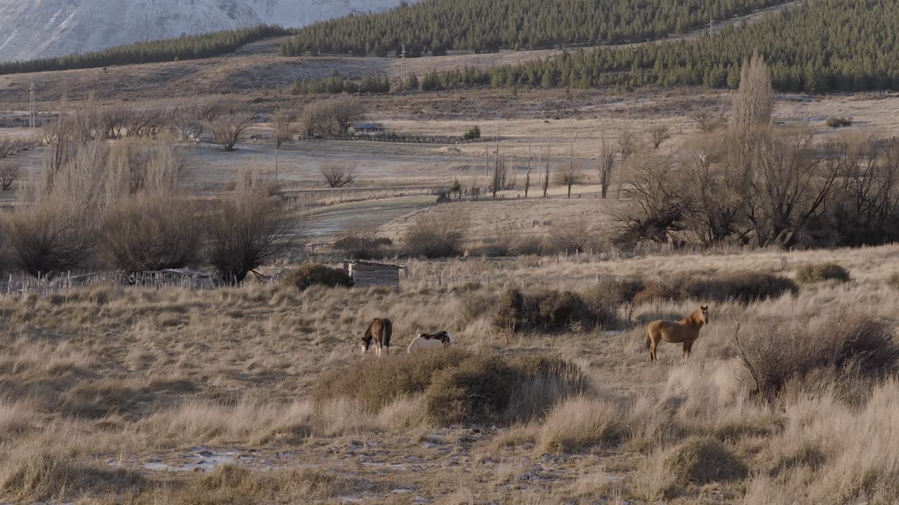 Ripresa aerea di cavalli che pascolano nel paesaggio patagonico con montagne e alberi, Patagonia, Argentina