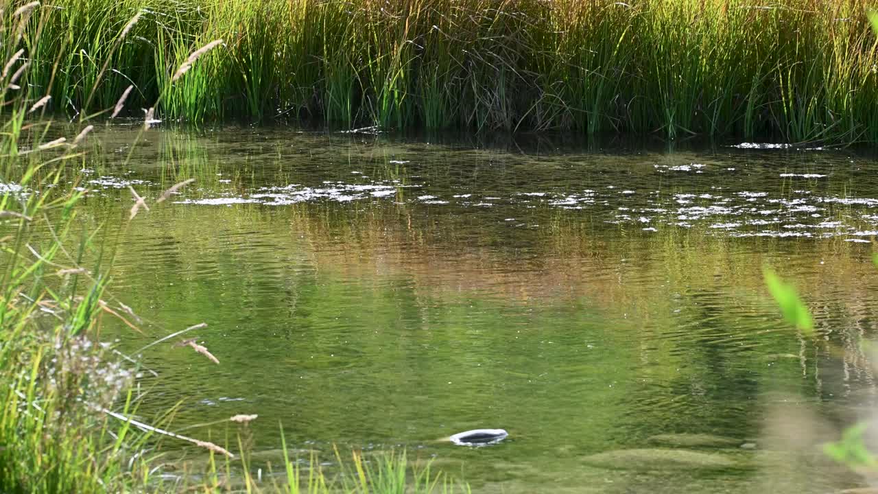 A calm pond bordered by tall reeds and grasses sits quietly, its green water reflecting the sky and dotted with gentle ripples and foam