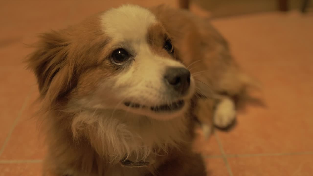 lindo adorable cachorro mirando a su alrededor con la lengua afuera feliz clip hd