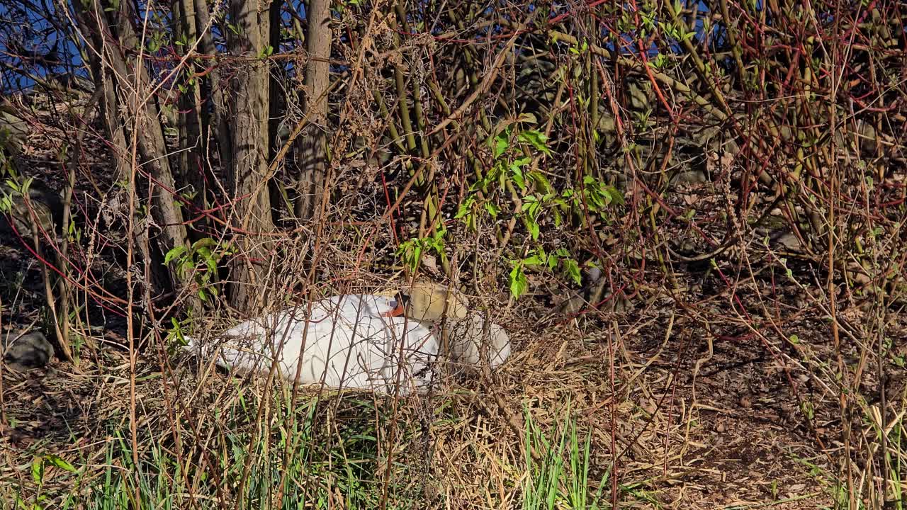 A bright white swan sits on its nest protected by many branches and bushes.