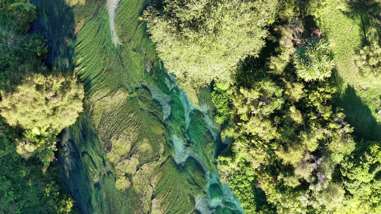 Te Waihou Walkway, New Zealand aerial rise over clear spring water, green forest and natural landscape