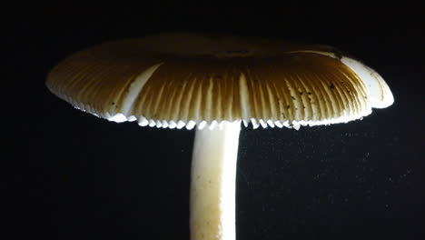 diminutas esporas flotando en la luz debajo de un sombrero de hongo filmado en tiempo real