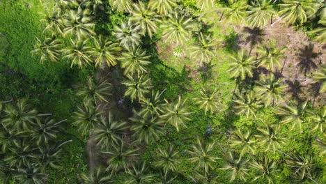 aerial top down view of palm tree forest