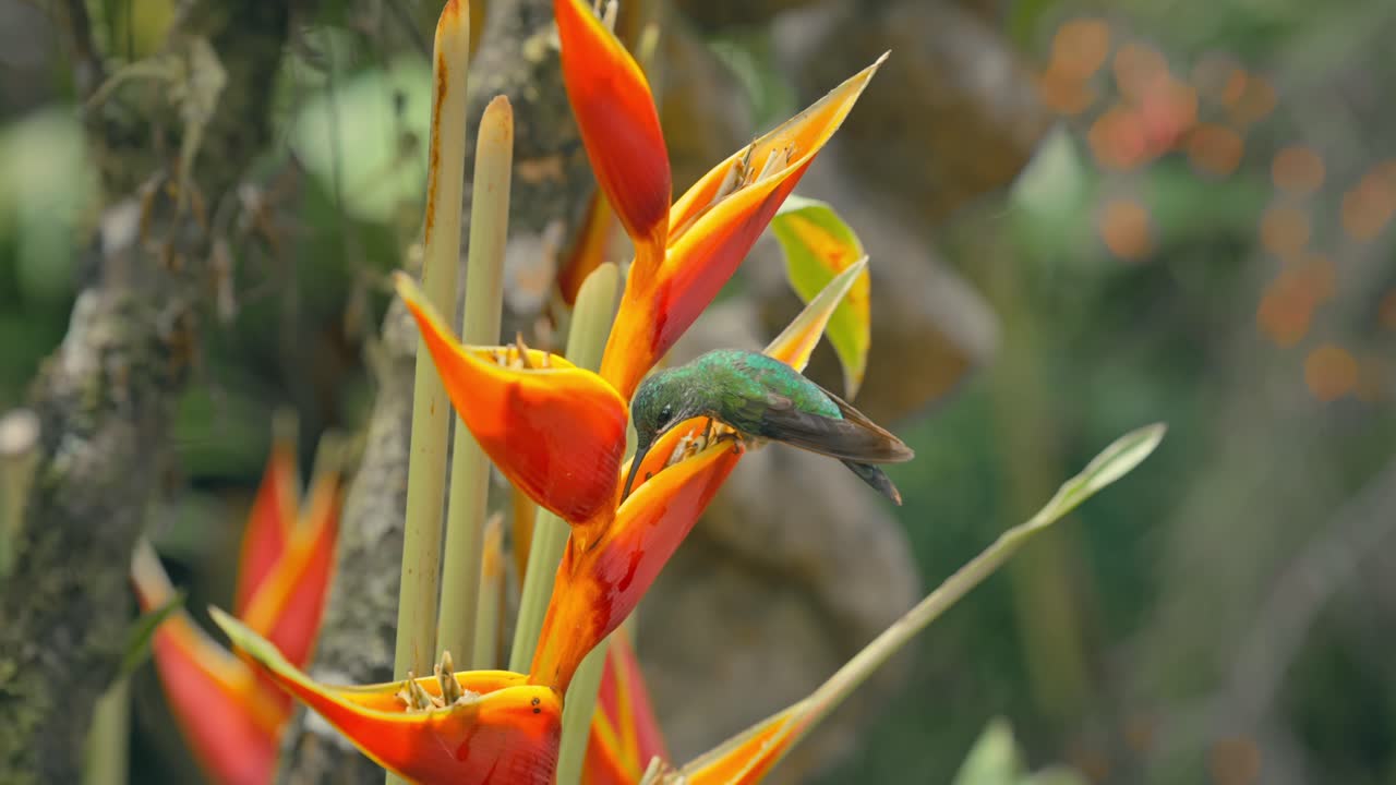 Nærbillede af smuk kolibri, der spiser fra en levende tropisk Heliconia rostrata-blomst.