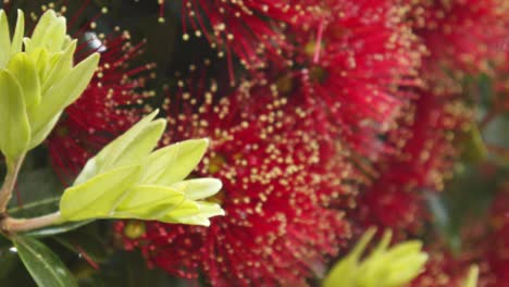 Eine-Biene-Sitzt-Auf-Dem-Blatt-Eines-Blühenden-Pohutukawa-Baums,-Bevor-Sie-Davonfliegt